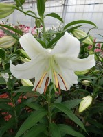 [5268 Casa Blanca VOF TYS No01.JPG]